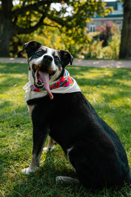 Doge Bandana