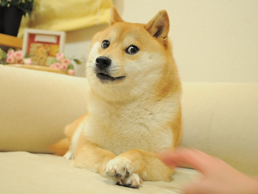 Original Doge Photo